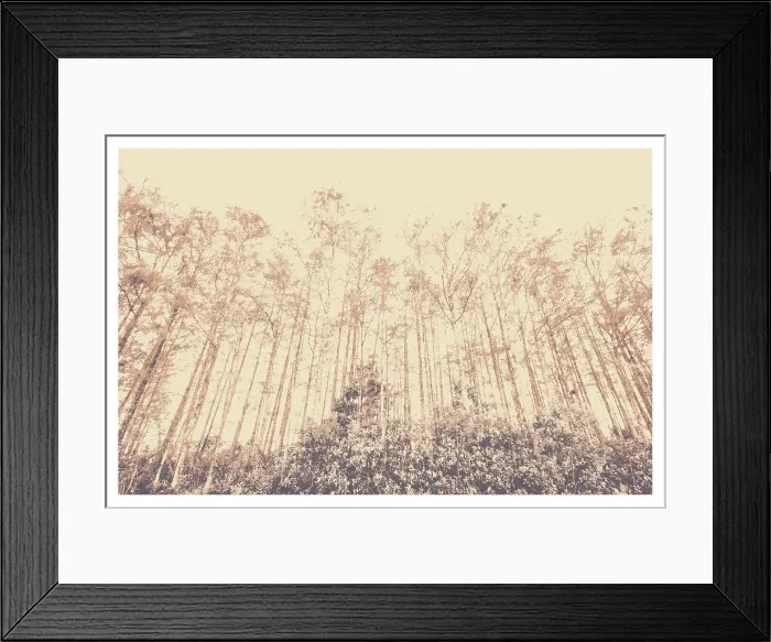 Framed Print : Trees from a forest Framed Print : Trees from a forest