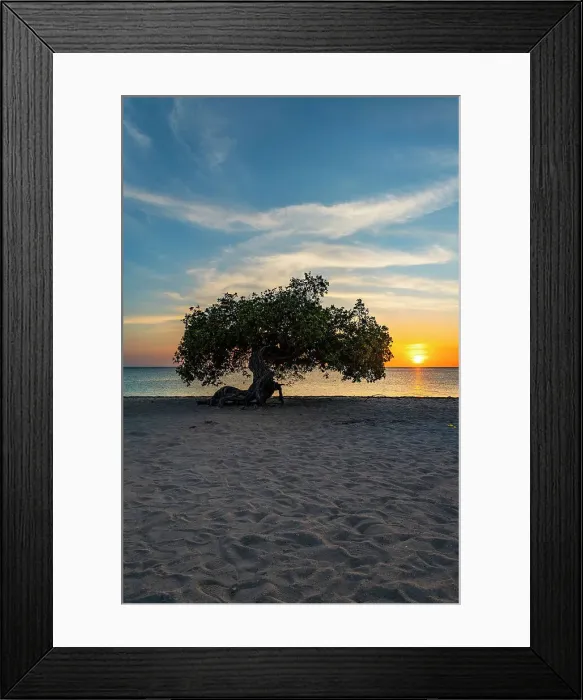 Framed Print : Aruba, Eagle beach scene with Fofoti tree Framed Print : Aruba, Eagle beach scene with Fofoti tree