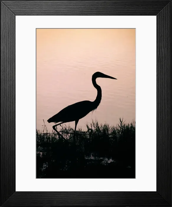 Framed Print : Florida, Boynton Beach, Arthur R. Marshall National Wildlife refuge, Great Blue Heron Framed Print : Florida, Boynton Beach, Arthur R. Marshall National Wildlife refuge, Great Blue Heron