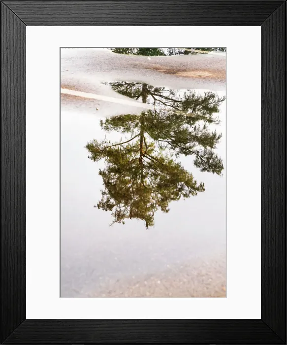 Framed Print : Reflection of tree on puddle in a parking lot