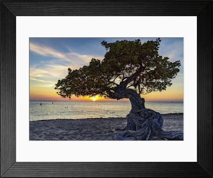 Framed Print : Aruba, Eagle beach scene with Fofoti tree Framed Print : Aruba, Eagle beach scene with Fofoti tree