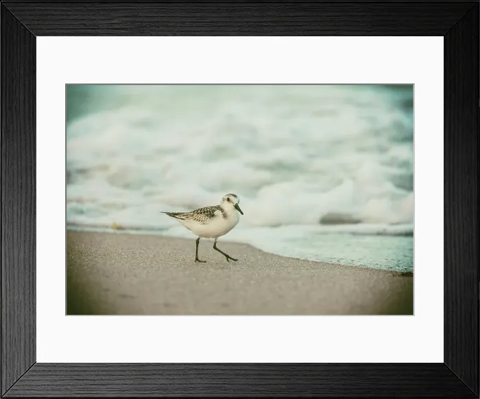 Framed Print : Sanderling bird hunting for food on beach shore Framed Print : Sanderling bird hunting for food on beach shore