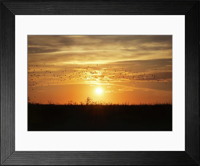 Framed Print : Florida, Boynton Beach, Arthur R. Marshall Loxahatchee National Wildlife Refuge, flock of birds at sunset Framed Print : Florida, Boynton Beach, Arthur R. Marshall Loxahatchee National Wildlife Refuge, flock of birds at sunset