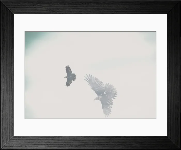 Framed Print : Ethereal view of birds in flight Framed Print : Ethereal view of birds in flight