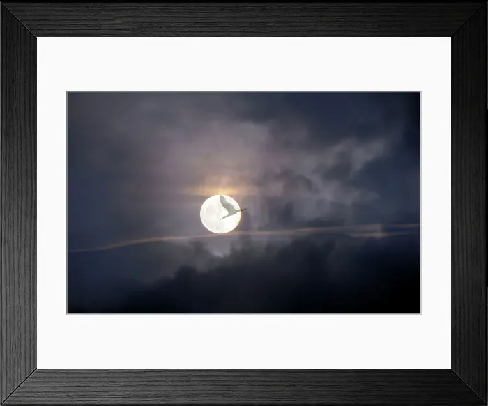 Framed Print : Bird flying across the Moon Framed Print : Bird flying across the Moon
