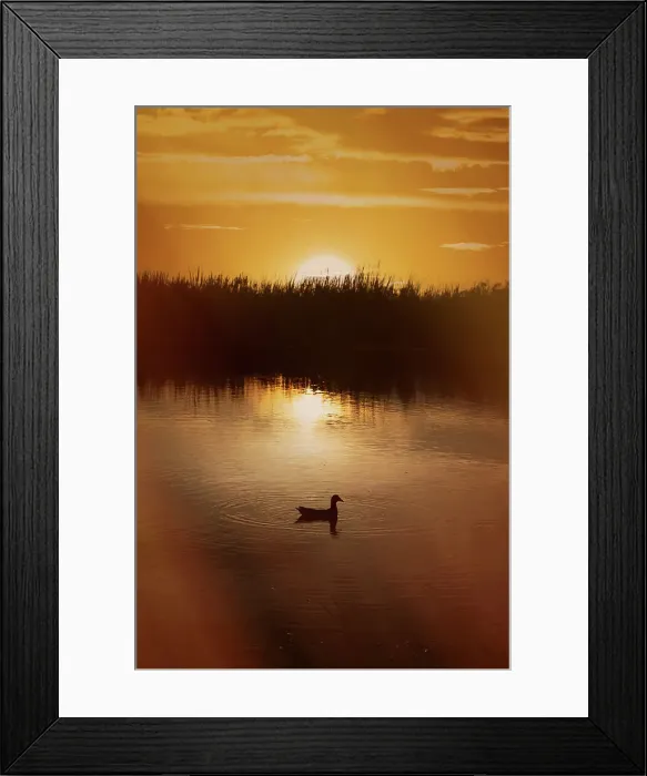 Framed Print : Moorhen at sunset Framed Print : Moorhen at sunset