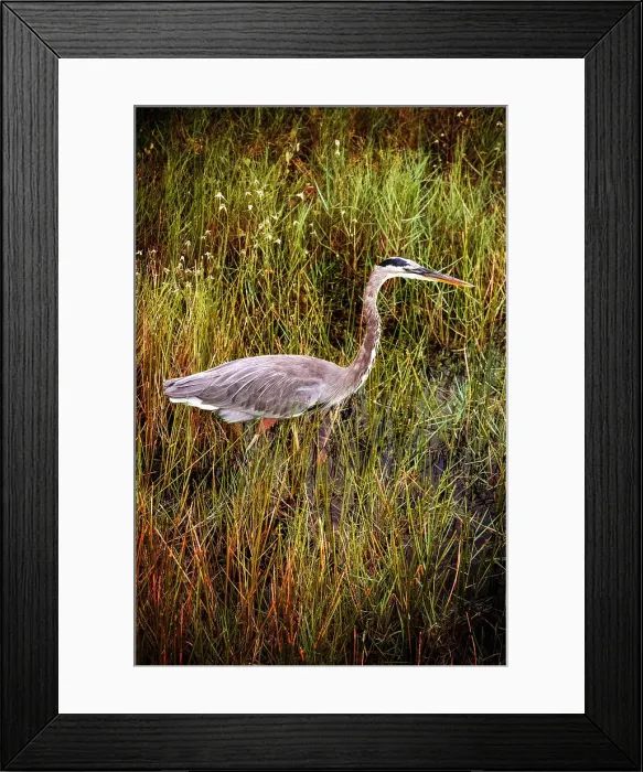 Framed Print : Close up of the Great Blue Heron Framed Print : Close up of the Great Blue Heron