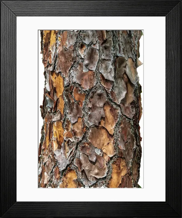 Framed Print : Close-up of the texture of a tree Framed Print : Close-up of the texture of a tree