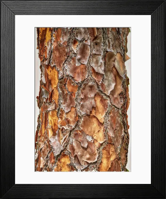 Framed Print : Close-up of the texture of a tree Framed Print : Close-up of the texture of a tree