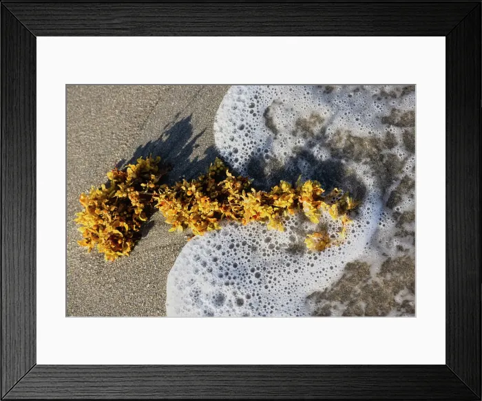 Framed Print : Seaweed and foam from ocean Framed Print : Seaweed and foam from ocean