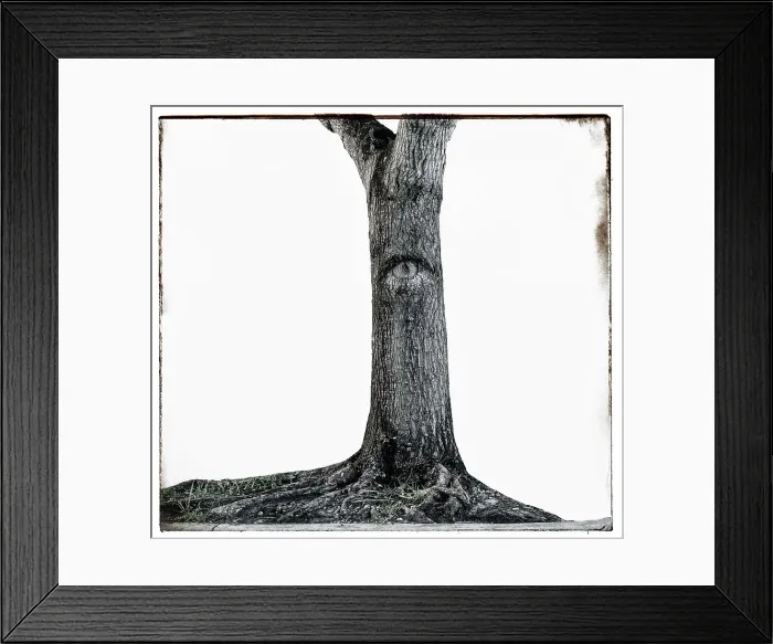 Framed Print : Mysterious tree with an eye Framed Print : Mysterious tree with an eye