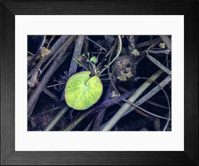 Framed Print : Aquatic plant with green leaf floating on water Framed Print : Aquatic plant with green leaf floating on water