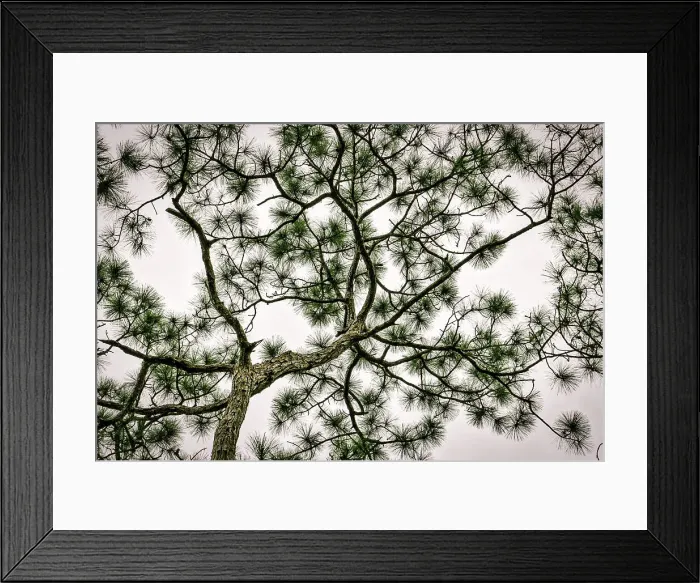 Framed Print : Morikami Museum and Japanese Gardens, tree