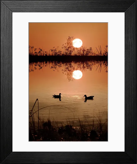 Framed Print : Two Moorhens at sunset Framed Print : Two Moorhens at sunset