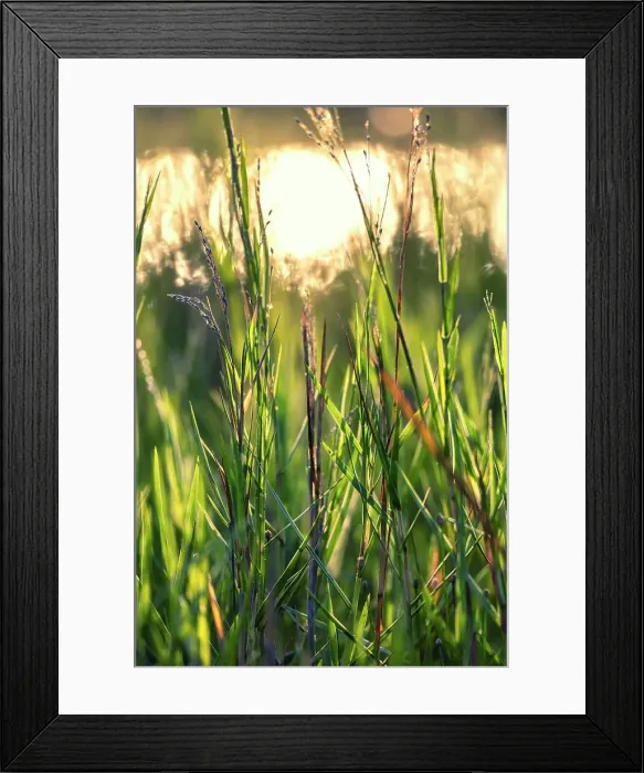 Framed Print : Closeup of green grass blades Framed Print : Closeup of green grass blades