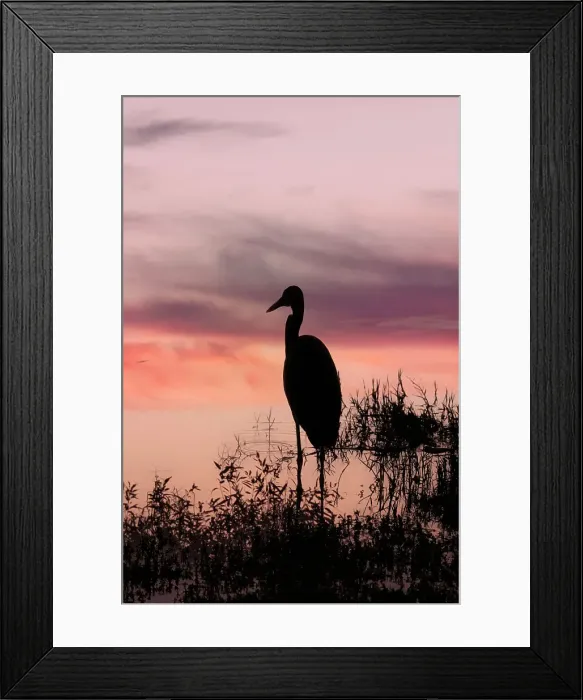 Framed Print : Florida, Boynton Beach, Arthur R. Marshall National Wildlife refuge, Great Blue Heron Framed Print : Florida, Boynton Beach, Arthur R. Marshall National Wildlife refuge, Great Blue Heron