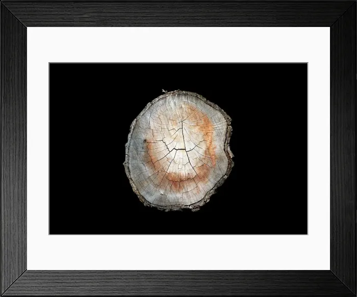 Framed Print : Cross section of cut tree branch against a black background