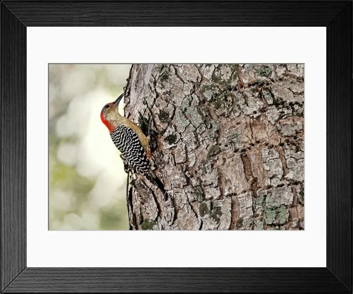 Framed Print : Red-bellied Woodpecker Framed Print : Red-bellied Woodpecker