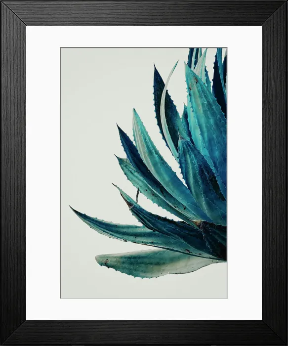 Framed Print : Detail of aloe plant