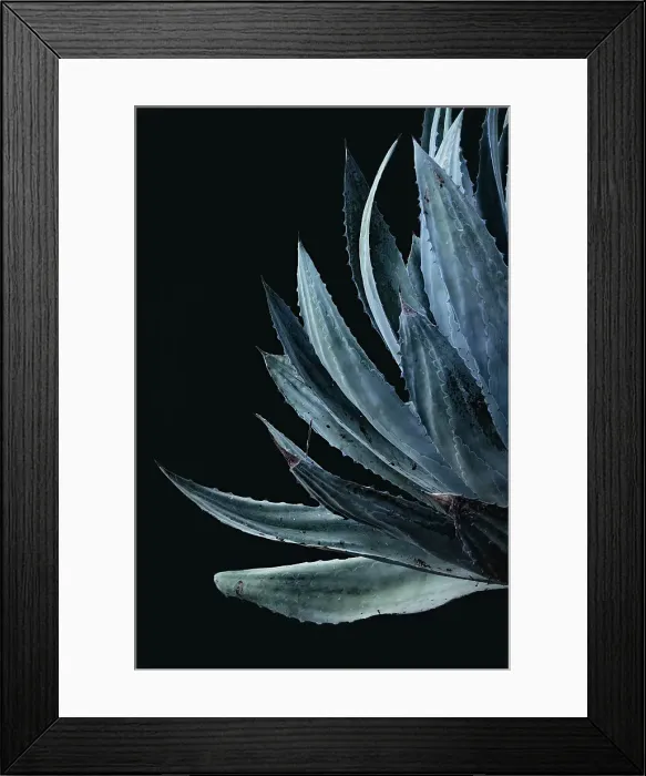 Framed Print : Detail of aloe plant Framed Print : Detail of aloe plant