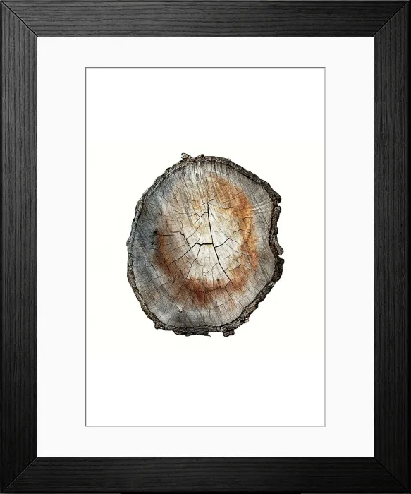 Framed Print : Cross section of cut tree branch against a white background