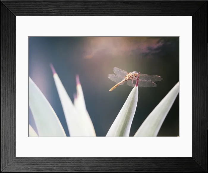 Framed Print : Dragonfly resting on tip of plant leaf Framed Print : Dragonfly resting on tip of plant leaf