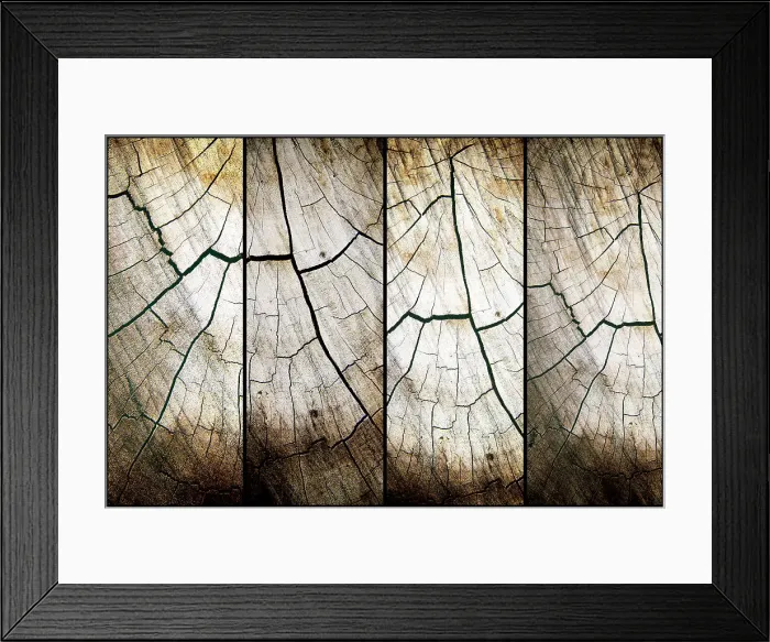 Framed Print : 4 panel cross section of tree cut