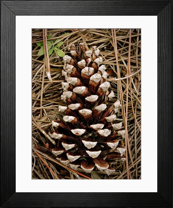 Framed Print : Pine cone Framed Print : Pine cone