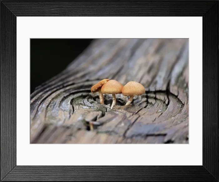 Framed Print : Mushrooms growing out of a hole in a wooden slab Framed Print : Mushrooms growing out of a hole in a wooden slab