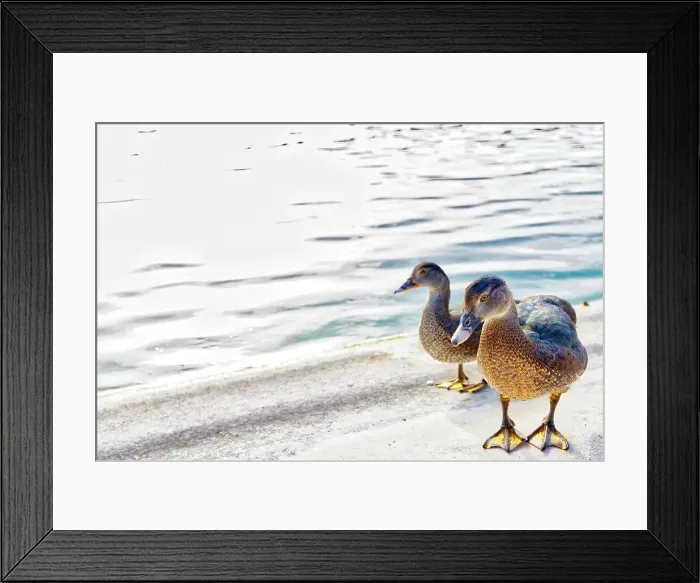 Framed Print : Ducks near water Framed Print : Ducks near water