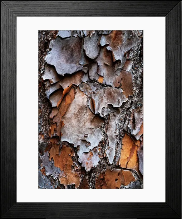 Framed Print : Tree texture Framed Print : Tree texture