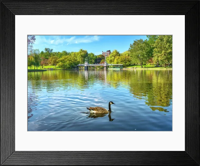 Framed Print : Massachusetts, Boston, Boston Public Garden with swan in foreground Framed Print : Massachusetts, Boston, Boston Public Garden with swan in foreground