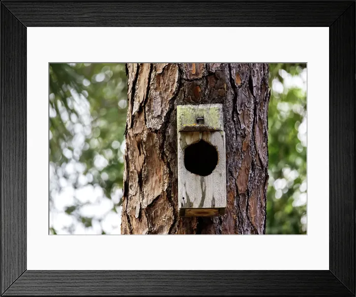 Framed Print : Empty birdhouse on tree
