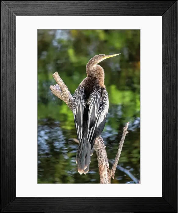 Framed Print : Florida, Delray Beach, Wakodahatchee wetlands, Anhinga bird Framed Print : Florida, Delray Beach, Wakodahatchee wetlands, Anhinga bird