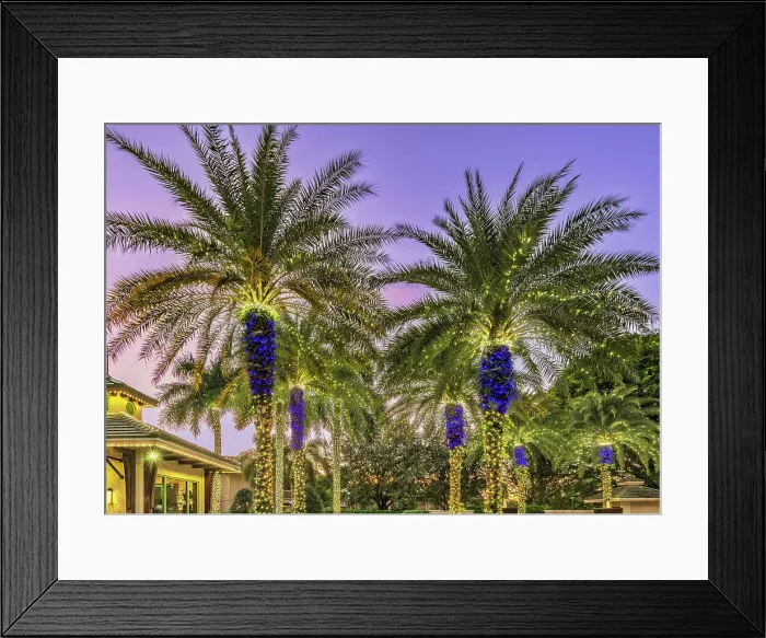 Framed Print : Palm trees with lights at dusk