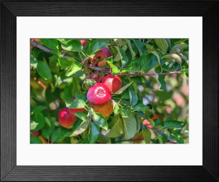 Framed Print : New York State, Hopewell Junction, Fishkill Farms, apple orchard Framed Print : New York State, Hopewell Junction, Fishkill Farms, apple orchard