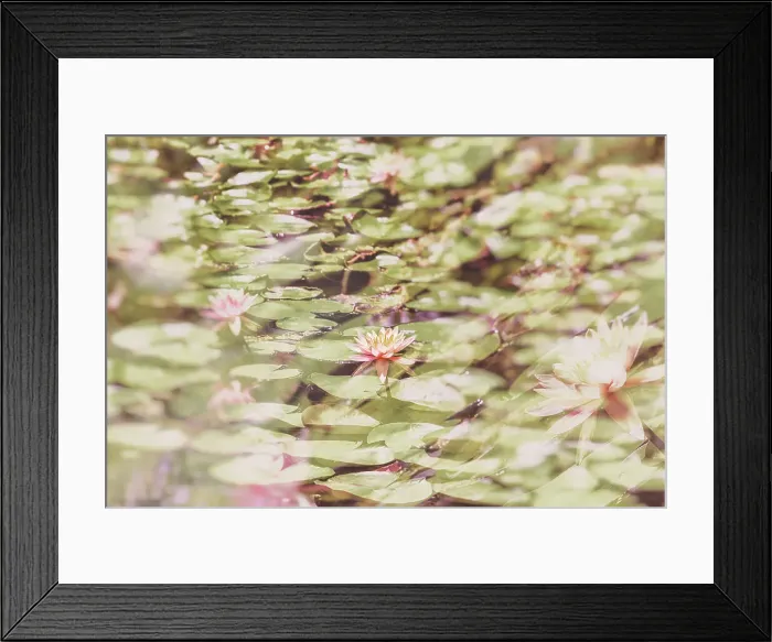 Framed Print : Water lilies Framed Print : Water lilies