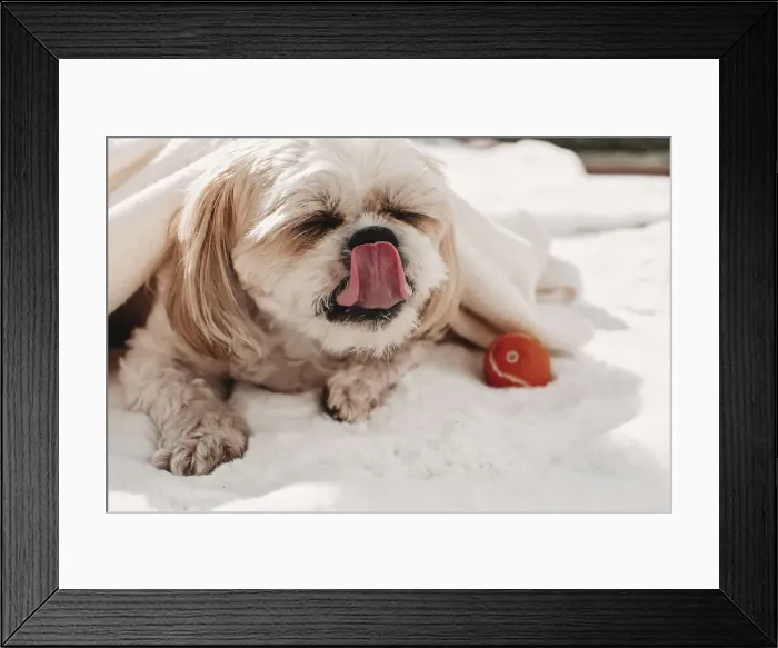 Framed Print : Shih Tzu dog licking its lips Framed Print : Shih Tzu dog licking its lips