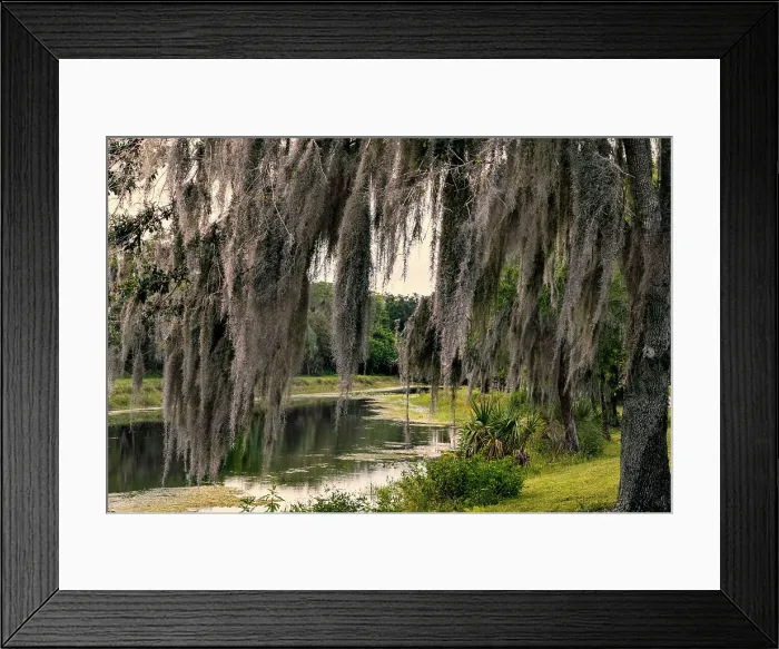 Framed Print : Spanish moss tree by lake