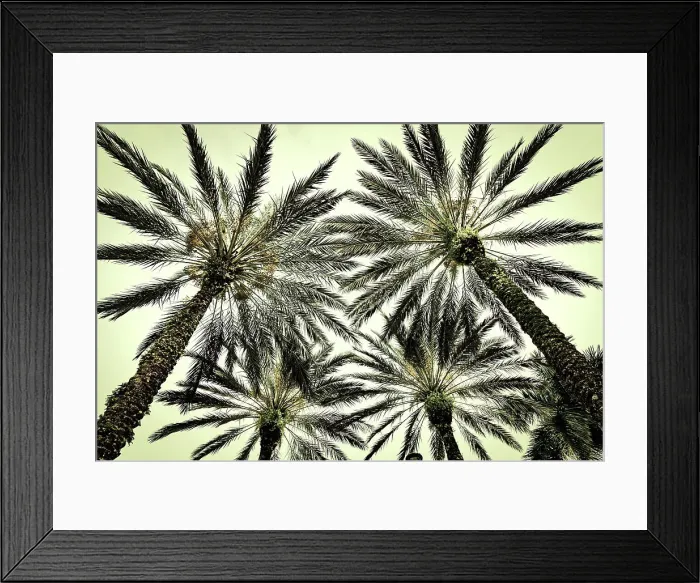 Framed Print : Cluster of palm trees seen from below