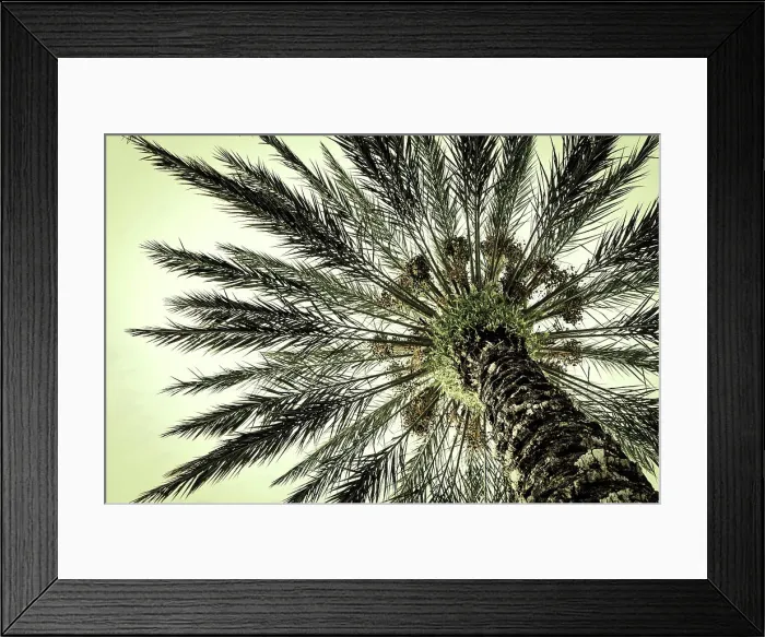 Framed Print : Beautiful palm tree with crown, seen from below Framed Print : Beautiful palm tree with crown, seen from below
