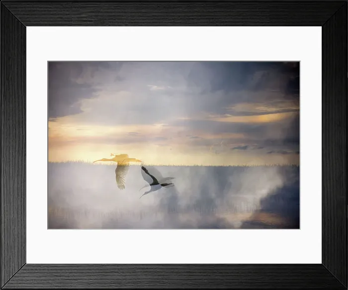 Framed Print : Abstract of 2 American Ibises flying Framed Print : Abstract of 2 American Ibises flying