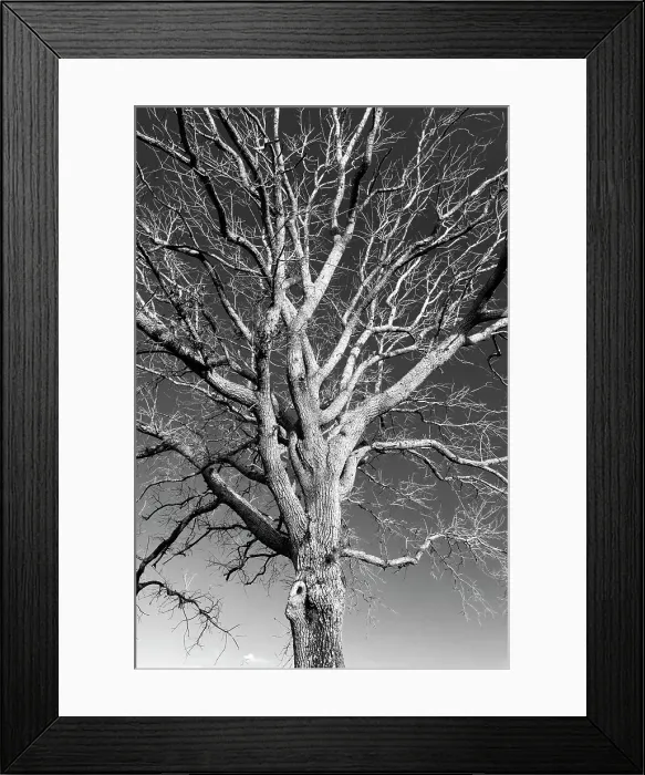 Framed Print : Bare tree Framed Print : Bare tree