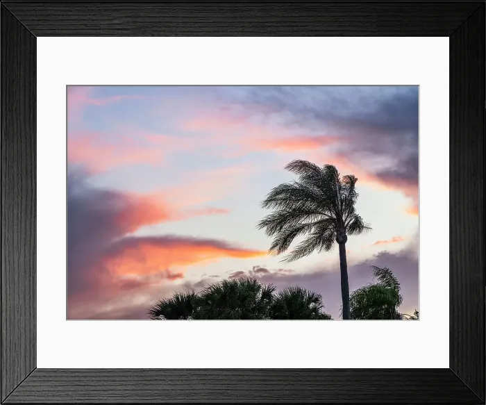 Framed Print : Silhouette of palm tree swaying at sunset Framed Print : Silhouette of palm tree swaying at sunset