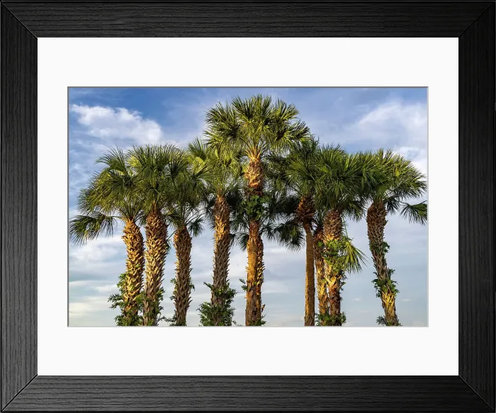 Framed Print : Cluster of tropical fan palm trees Framed Print : Cluster of tropical fan palm trees