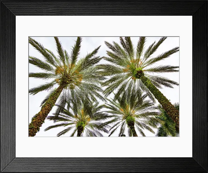 Framed Print : Cluster of palm trees seen from below