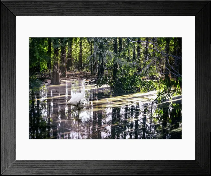Framed Print : Great White Egret with light reflecting over water in the woods