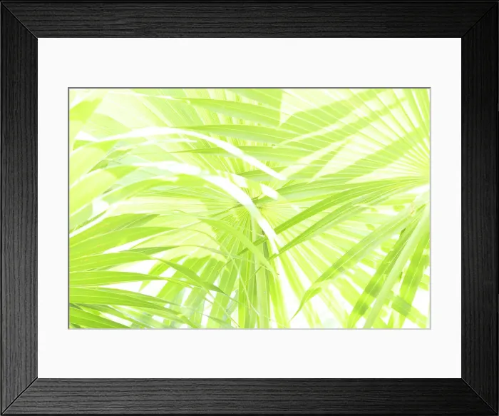 Framed Print : Conceptual shot of palm fronds Framed Print : Conceptual shot of palm fronds