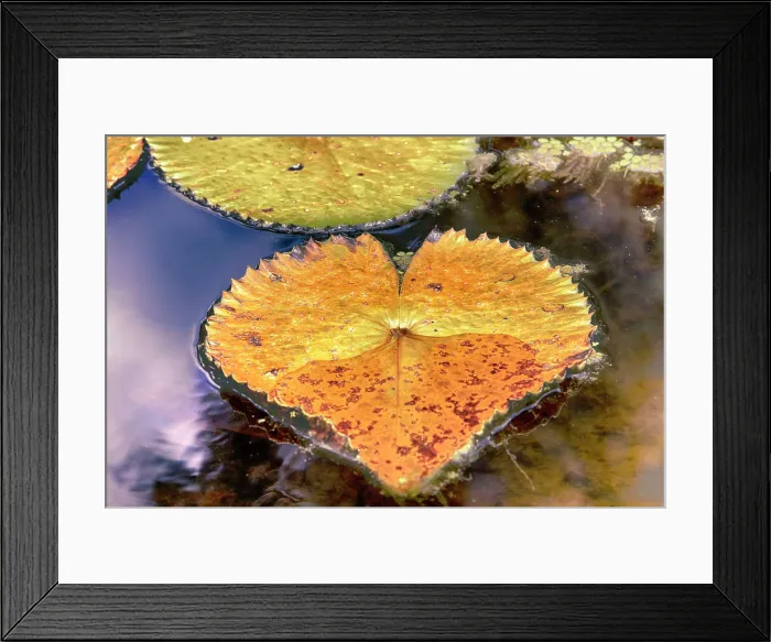 Framed Print : Lily pads