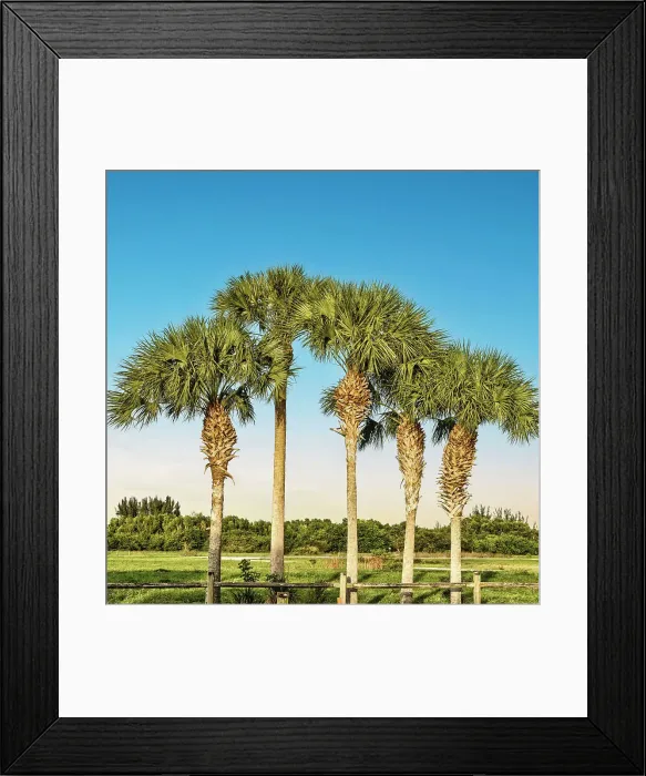 Framed Print : Cluster of tropical fan palm trees Framed Print : Cluster of tropical fan palm trees